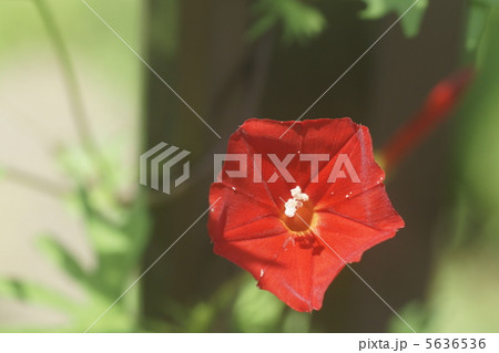 マルバルコウソウ 5636536