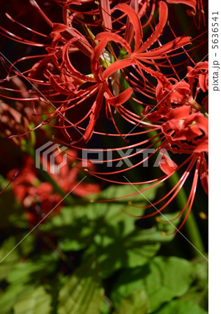 彼岸花　曼珠沙華 5636541