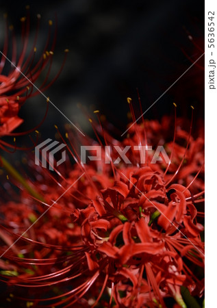 彼岸花　曼珠沙華 5636542