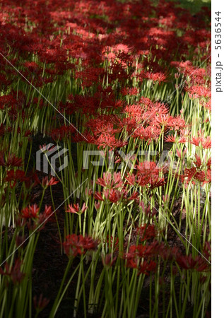 彼岸花　曼珠沙華 5636544