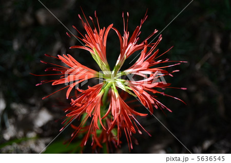 彼岸花　曼珠沙華 5636545