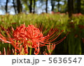 彼岸花　曼珠沙華 5636547