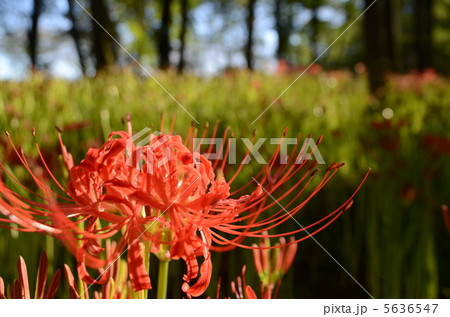 彼岸花　曼珠沙華 5636547