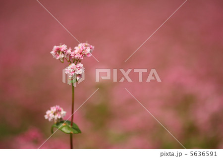 赤そばの花 5636591