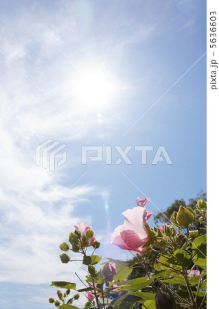 芙蓉の花 5636603