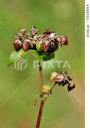 そばの実 5636664