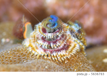 イバラカンザシ 5636783