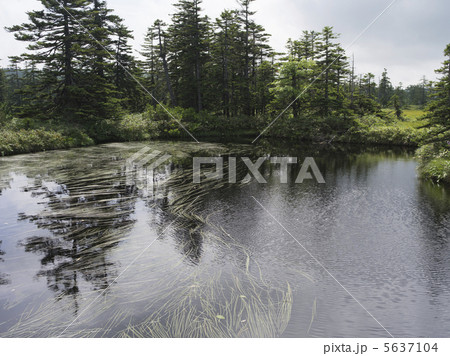 松山湿原2012 夏3 松山湿原2012 夏3 5637104