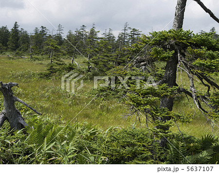 松山湿原2012 夏5 松山湿原2012 夏5 5637107
