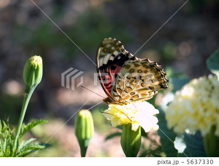 ツマグロヒョウモン 5637330