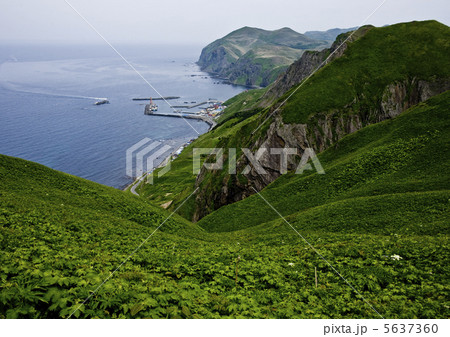 礼文島の夏 5637360