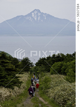 礼文島の夏 5637364