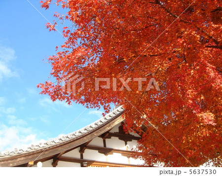 紅葉 5637530