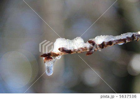 雪が積もった河津桜のつぼみ 5637536