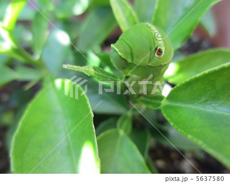 かわいいアゲハの幼虫の写真素材