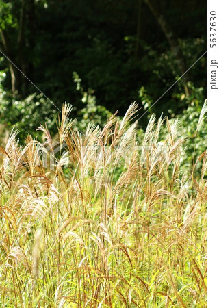 金色の秋・ススキの花穂・茂みの黒バック縦位置 金色の秋・ススキの花穂・茂みの黒バック縦位置 5637630