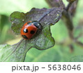 ナナホシテントウムシ 5638046