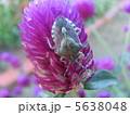 ブチヒゲカメムシ 5638048