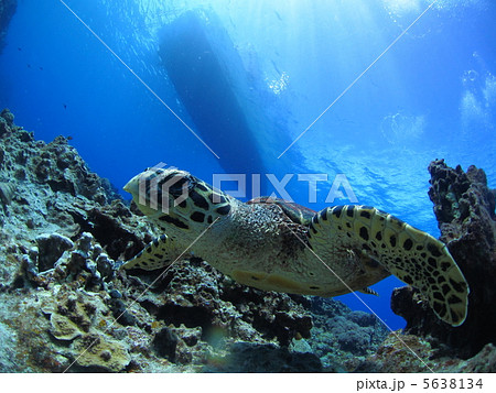 泳いでくるウミガメ 泳いでくるウミガメ 5638134