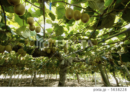 キウイ キウイ 5638228