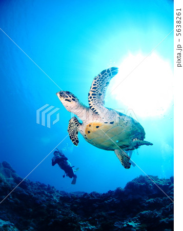 ウミガメとダイバー 5638261