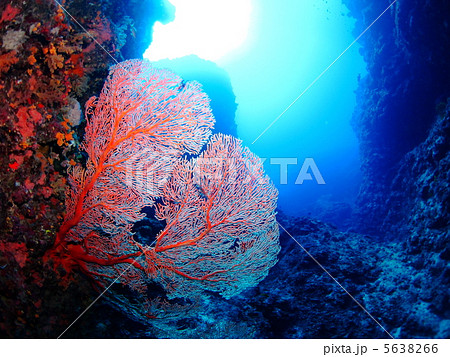水中の岩に生える赤いサンゴの写真素材