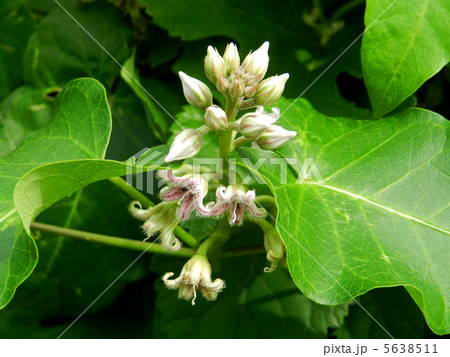 ガガイモ 5638511