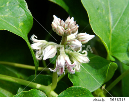 ガガイモ 5638513