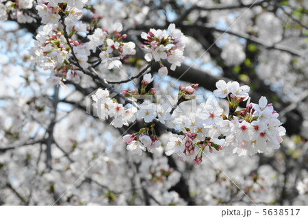 桜満開 5638517