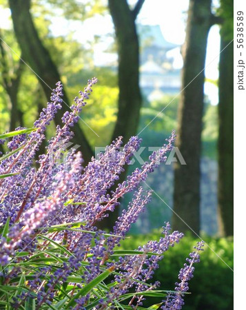 ヤブラン　咲く大阪城 5638589