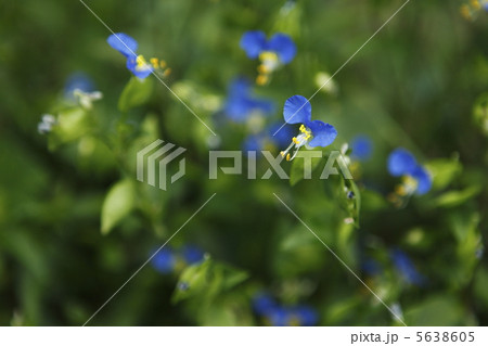 ツユクサ 5638605