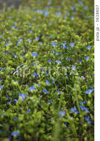 ツユクサ 5638607