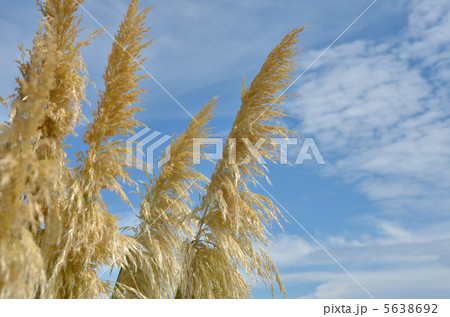 西洋ススキ 西洋ススキ 5638692