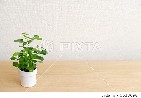 棚上の観葉植物 5638698