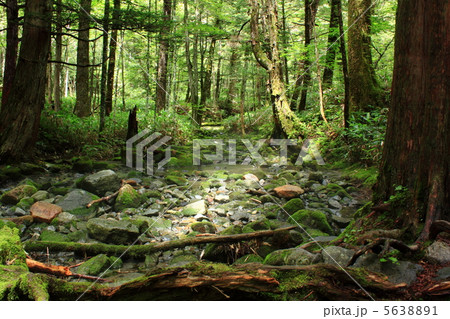 木漏れ日と河原 木漏れ日と河原 5638891