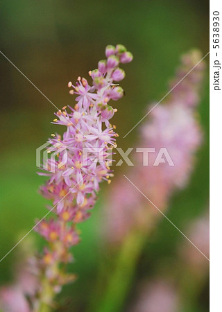 つるぼ つるぼ 5638930