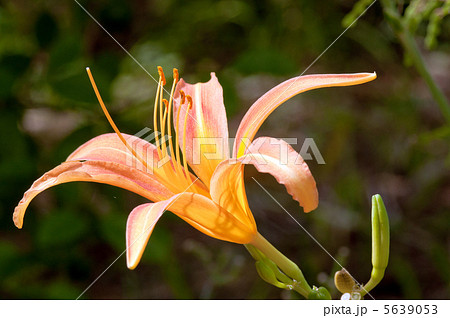 エゾカンゾウ 5639053