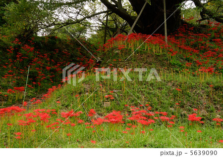 彼岸花咲く仏隆寺参道 5639090