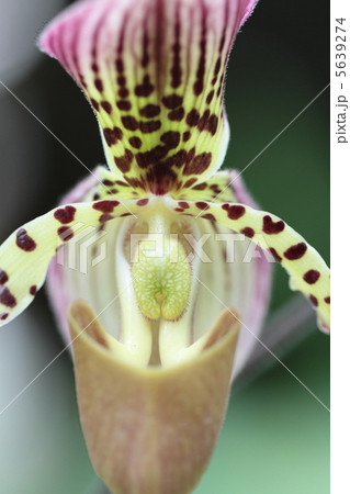 パフィオペディラム 5639274