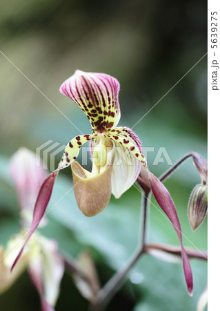 パフィオペディラム 5639275