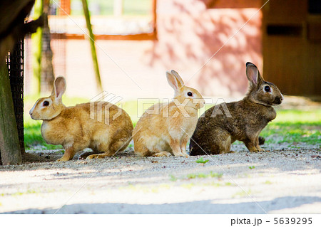寄り添うウサギ 5639295