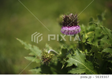 フジアザミ フジアザミ 5639307