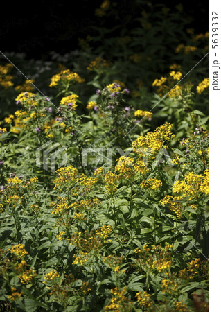 ミヤマアキノキリンソウ 5639332