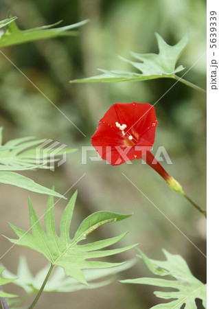 ルコウソウ ルコウソウ 5639339