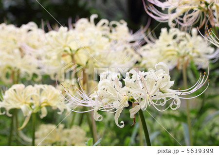 白花曼珠沙華 5639399