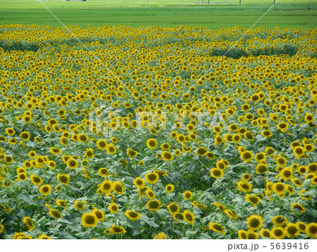 野田川のひまわり畑 野田川のひまわり畑 5639416