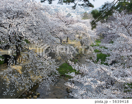 夙川の桜並木 夙川の桜並木 5639418