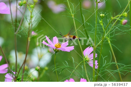 秋桜とオオスカシバ 5639437