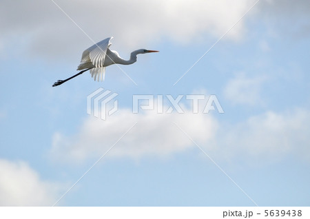 白鷺の飛翔 5639438