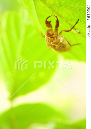 青葉に残された蝉の抜け殻 5639504